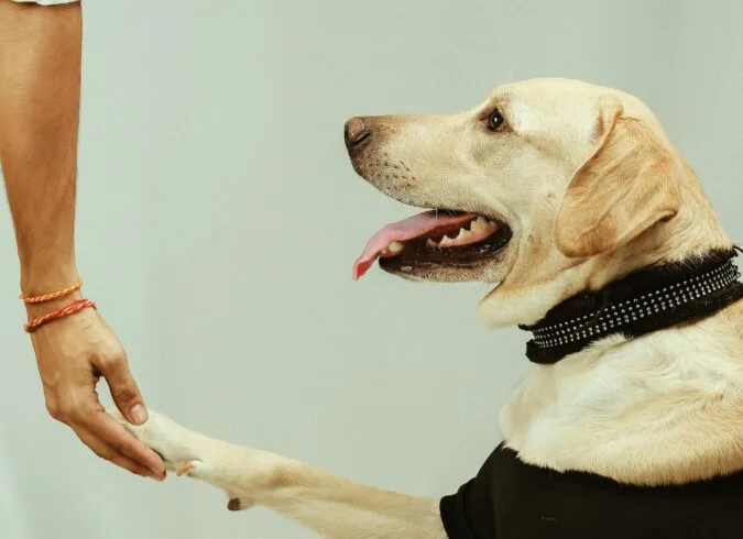 Pet-Friendly Options